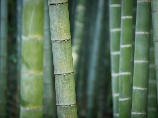 В Ботаническом саду зацвел бамбук впервые за 10 лет