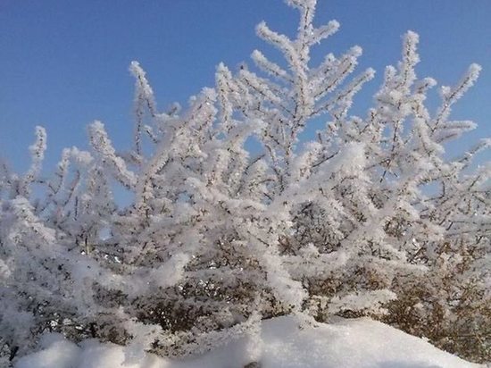 Понедельник в Воронежской области будет солнечным и морозным