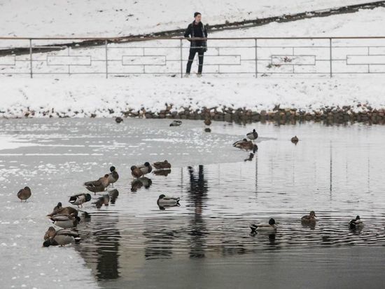 Орнитолог Мишин призвал не кормить хлебом водоплавающих птиц