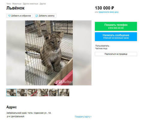 Львицу продают в Чите за 130 тысяч рублей, ей всего шесть месяцев