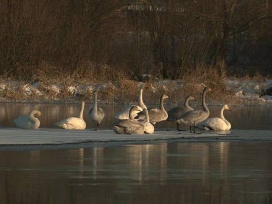 Дрозденко показал лебедей, оставшихся на зиму в Ленобласти