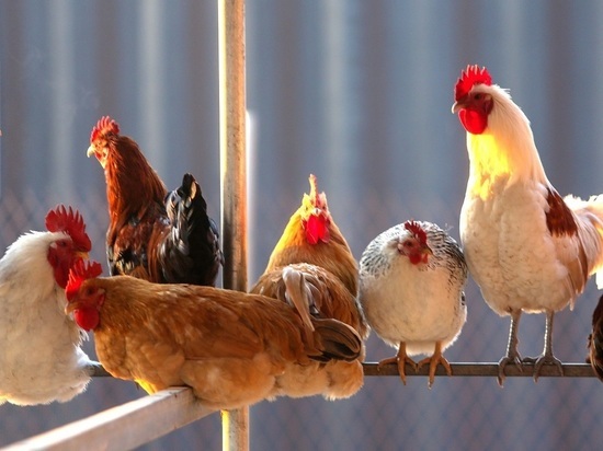 В Японии из-за птичьего гриппа уничтожили около 10 миллионов кур
