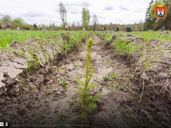 В Калининградской области планируют высадить более 60 тысяч деревьев