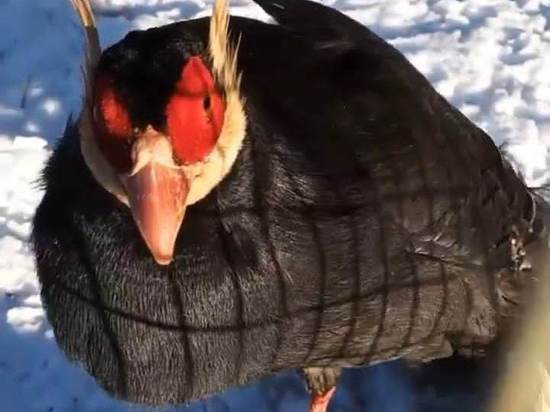 Тибетские ушастые фазаны в Липецком зоопарке не испугались аномальных холодов