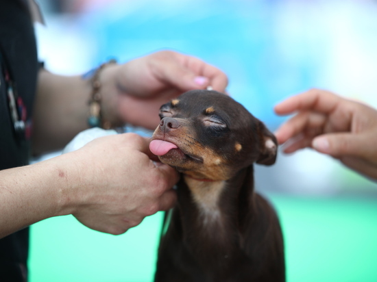В Астраханской области в первые дни 2023 года собаки укусили 101 человека