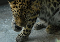 Специалисты изъяли из природы двух потерявшихся полуторамесячных котят краснокнижного дальневосточного леопарда, сообщила пресс-служба национального парка «Земля леопарда» в Приморском крае