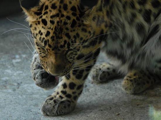 Двух отбившихся от матери котят дальневосточного леопарда спасли в Приморье