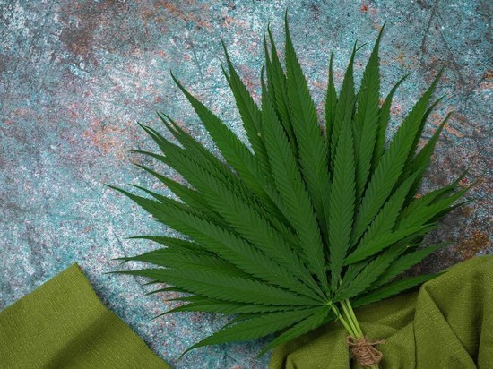 В Хакасии у четверых жителей региона изъята марихуана