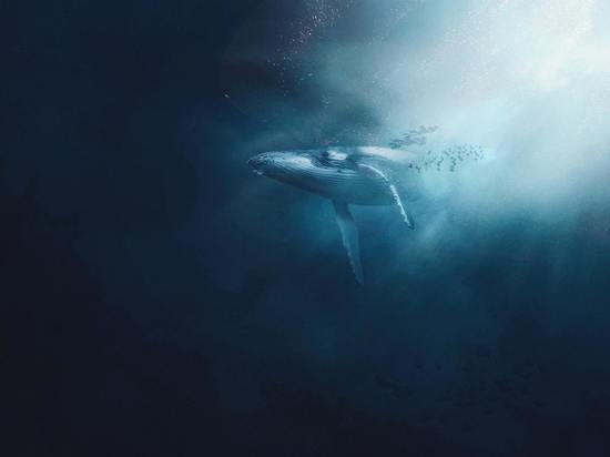 С териберскими китами понырял фотограф из Новороссийска