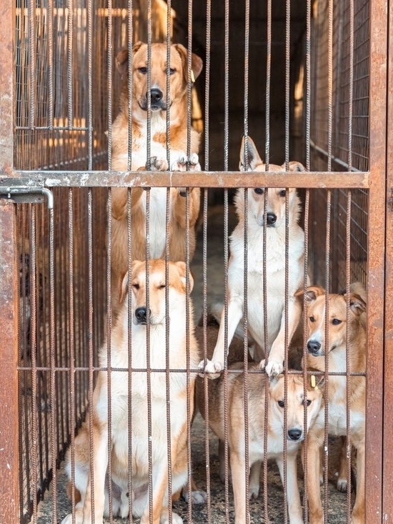 Активистка из Красноярска рассказала об основных сложностях у начинающих волонтеров по защите животных