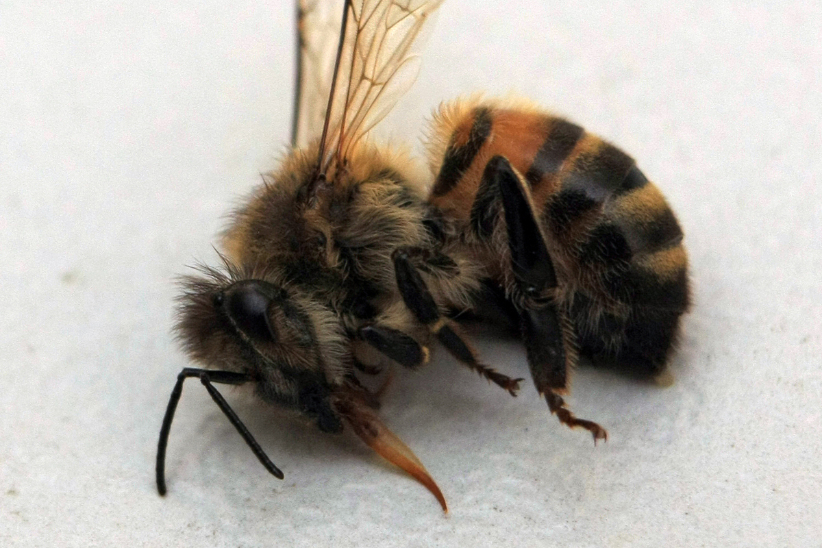 Scientists have figured out how to euthanize bees without compromising health