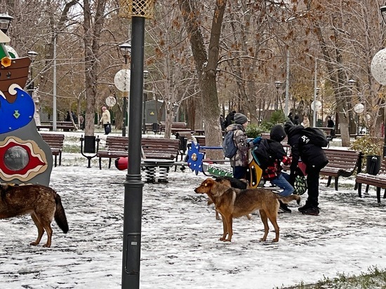 В Саратове собаки покусали семерых горожан, началось следствие