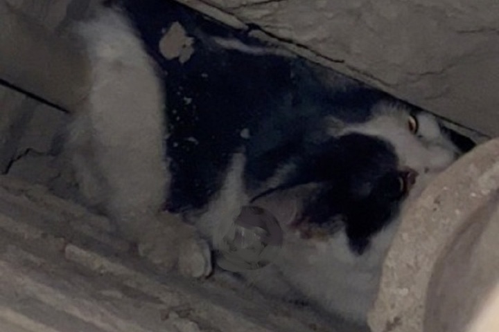 Костромские казусы: для спасения застрявшей в вентиляции кошки пришлось сломать стену