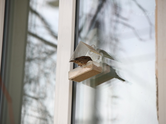 Юные жители Волгоградской области спасают птиц от аномальных морозов