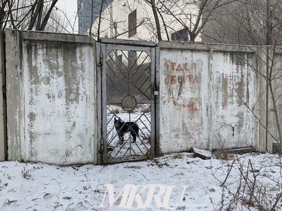 В Забайкалье на 20% увеличили финансирование на строительство приютов для собак