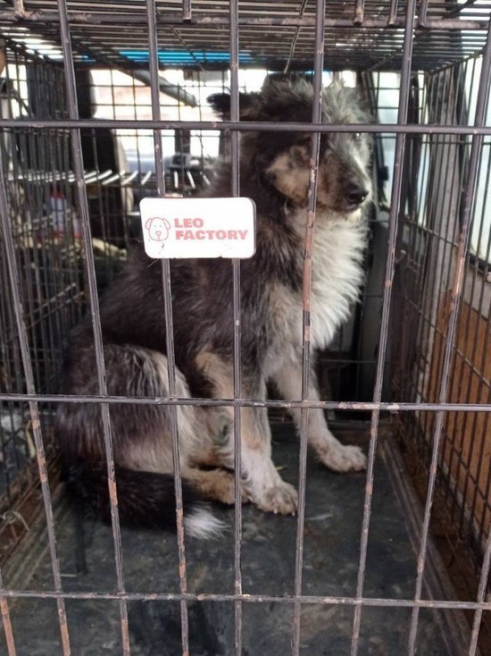 В Улан-Удэ бродячие собаки сбиваются в стаи из-за холода