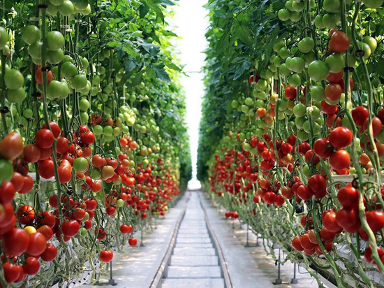 По производству тепличных овощей за год в Липецкой области установили новый рекорд