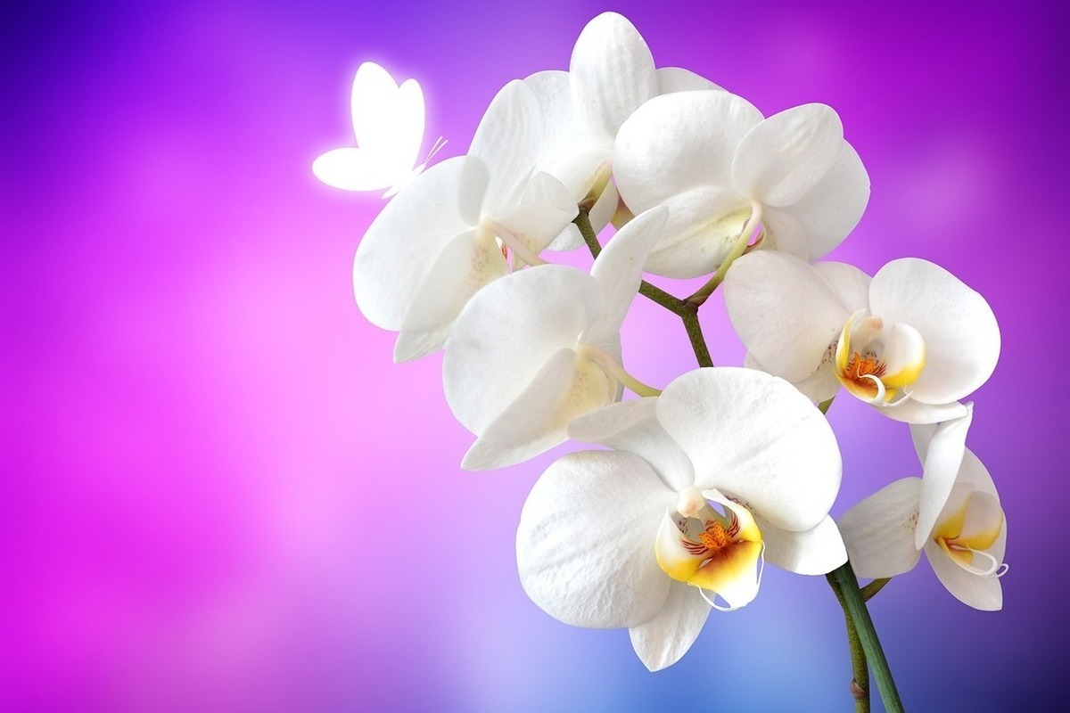 Открытки с орхидеями