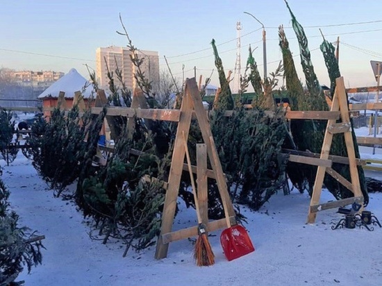 Алтайский ученый назвала необычный способ использования новогодней елки после праздников