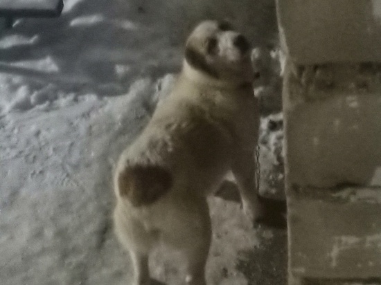 В Тверской области бездомная собака кидается на людей и животных