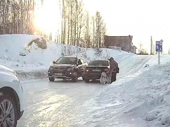 В Новосибирске родители покусанного маламутом ребенка не намерены обращаться в суд