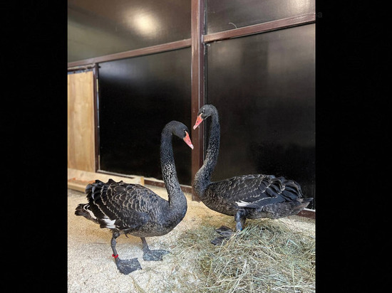 В белгородский зоопарк приехала пара черных лебедей