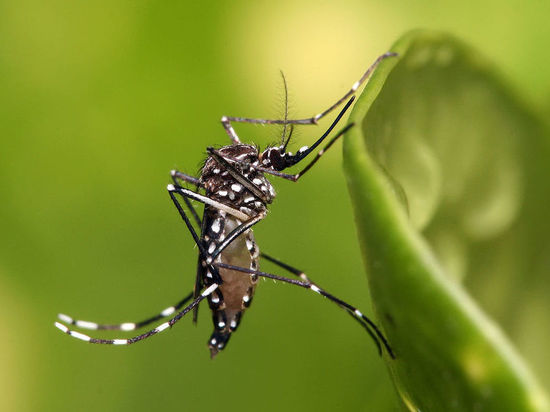 В Азии распространились устойчивые к инсектицидам комары-мутанты
