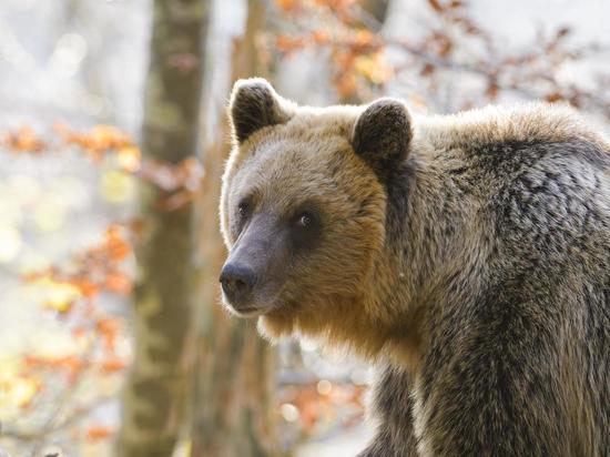 МВД заинтересовало объявление о продаже берлоги с медведем
