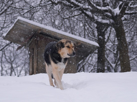 В Карелии отловили 900 бездомных собак в 2022 году
