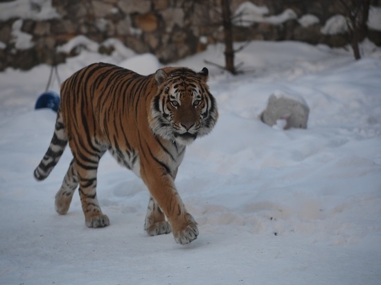 В Приморском крае амурский тигр забрел в село и загрыз собаку