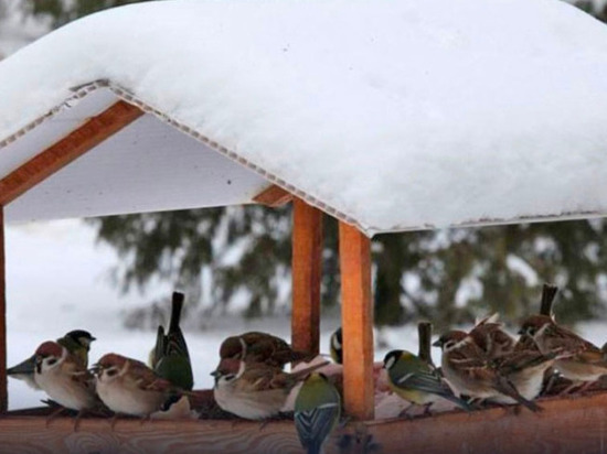 Липчане могут присоединиться к экоакции «Покормите птиц зимой»
