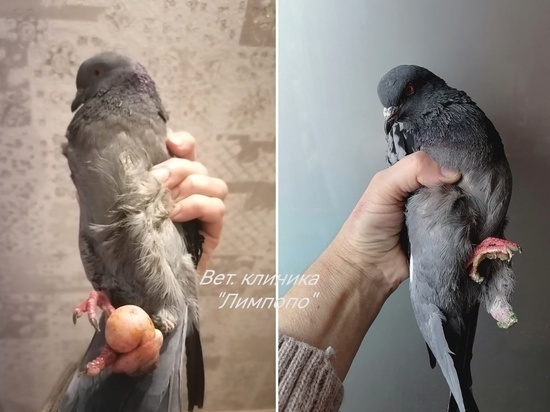 В Красноярске врачи спасли уличного голубя с опухолью