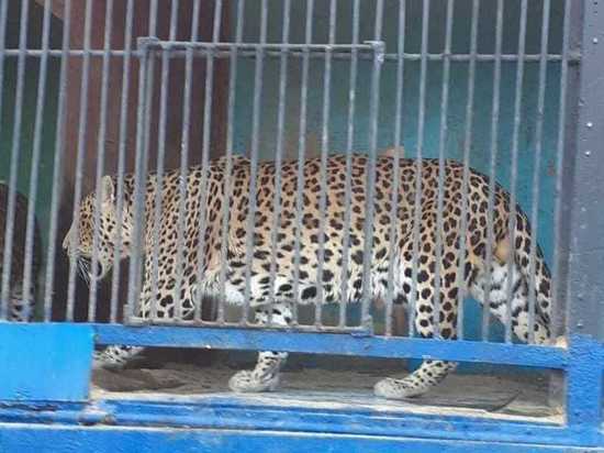 В Сорочинске  хозяин передвижного зоопарка бросил животных на произвол судьбы