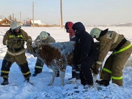 В Якутии пожарные спасли попавшую в беду корову
