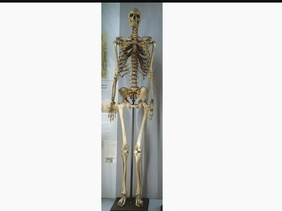 Скелет человека, который боялся стать музейным экспонатом, наконец-то уберут из экспозиции