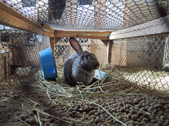 Перечень участков для предоставления в безвозмездное пользование расширили в Подмосковье