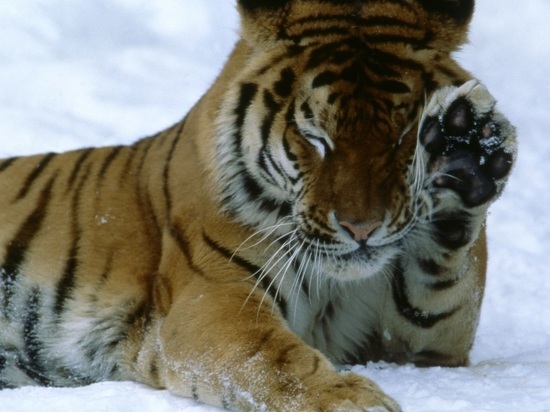 Росприроднадзор разрешил отловить в Приморье трех агрессивных тигров