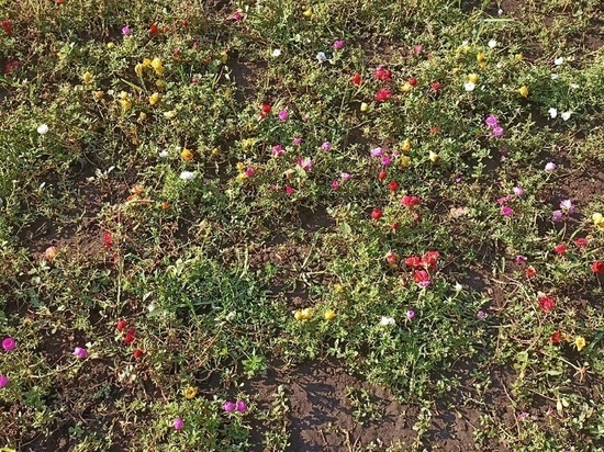 В Северном округе Оренбурга появятся новые цветники