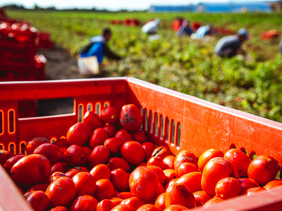 В Волгоградской области за неделю на 20% подорожали помидоры