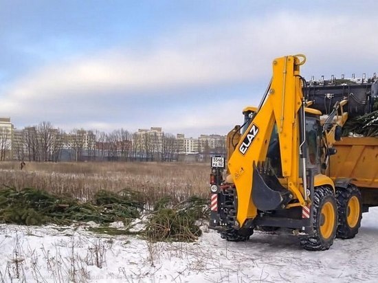 Сотрудники Дирекции благоустройства ликвидировали свалку ёлок в Рязани