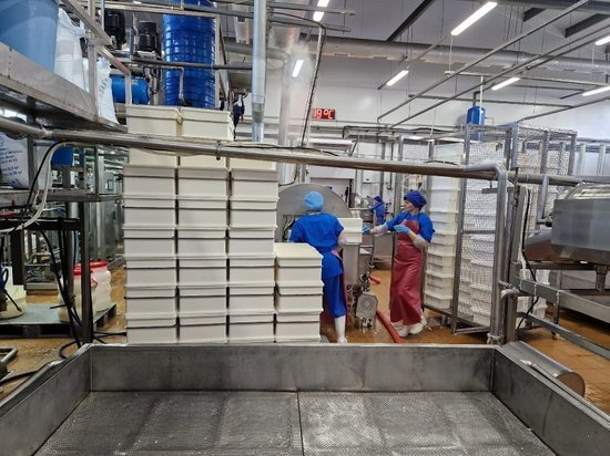 В Курске молочный завод строит цех по производству плавленых сыров