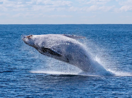 Серые киты находят убежище в камчатских заповедных водах