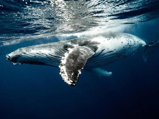 Умер кит, заплывший в реку близ японского города Осака