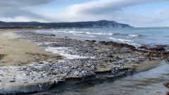 В Сахалинской области рыба массово выбрасывается на берег: видео тонны гнилой иваси