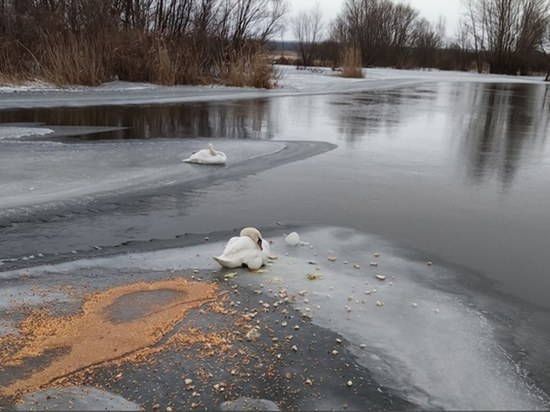 В ЛНР спасли лебедя, вмерзшего в лед