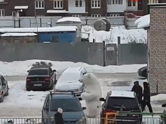 В Твери возле жилого дома заметили «белого медведя»