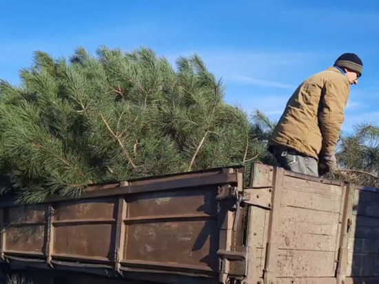 Около 8 тысяч елей, выращенных в ДНР, были проданы в праздничные дни
