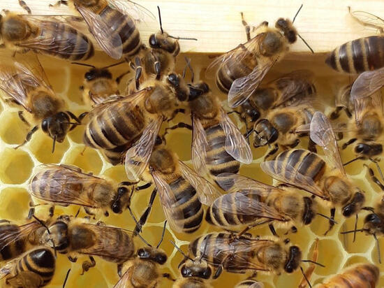Почти миллион выделят на развитие пчеловодства в Хабаровском крае
