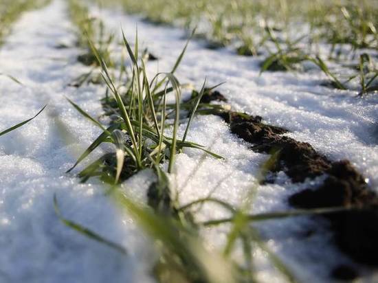 Морозы и бесснежье в Астраханской области могут погубить урожай