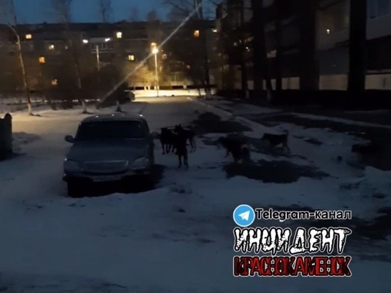 Жители Краснокаменска жалуются на стаи бездомных собак